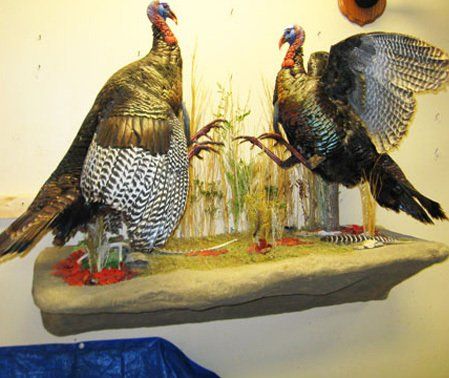 North American Bird Taxidermy