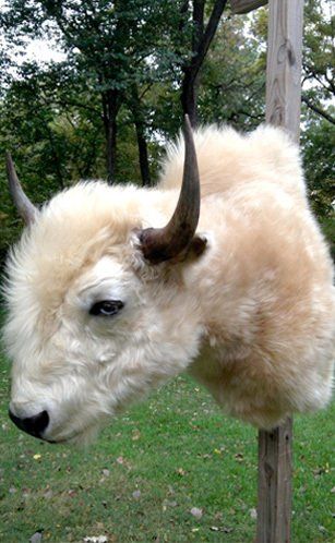 North American Animal Taxidermy