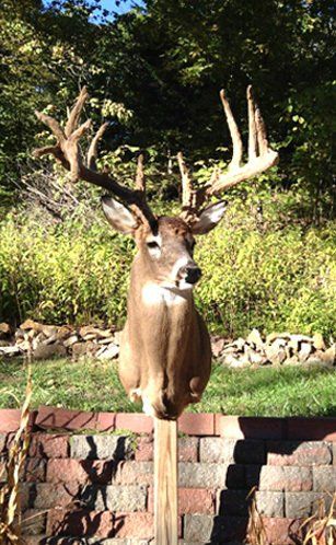 North American Animal Mounts
