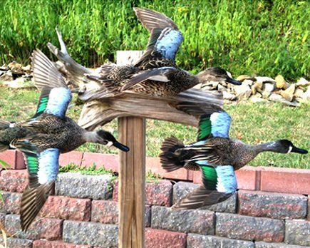 North American Bird Taxidermy