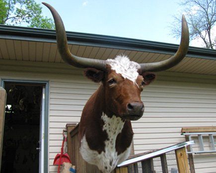 North American Animal Taxidermy