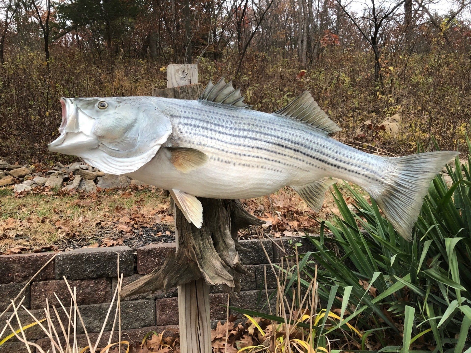 North American Animal Taxidermy