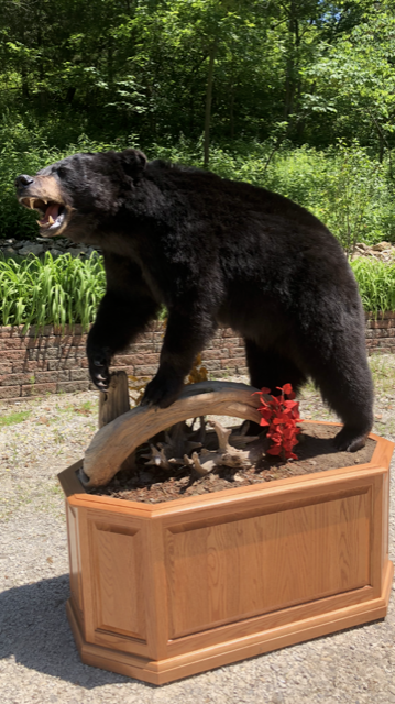 North American Animal Taxidermy