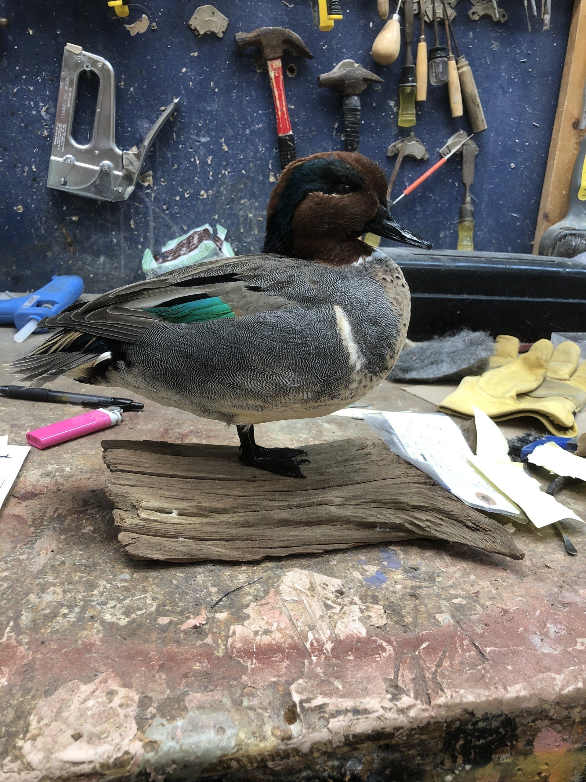 North American Animal Taxidermy