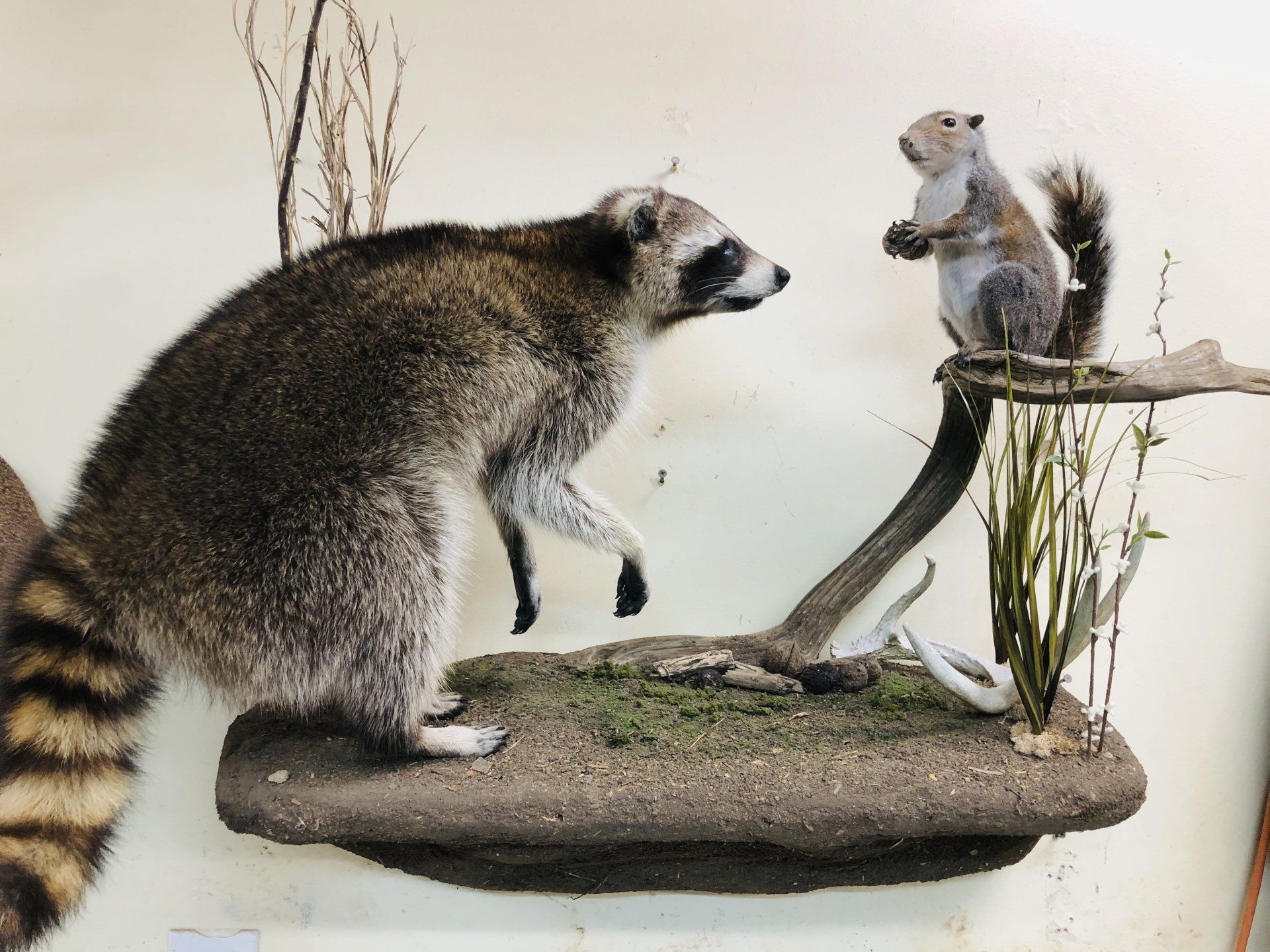 North American Animal Taxidermy