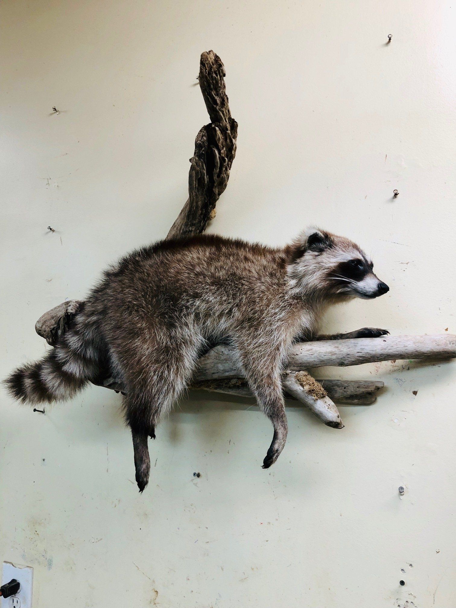 North American Animal Taxidermy