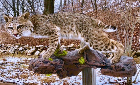 North American Animal Taxidermy