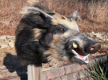 North American Animal Taxidermy