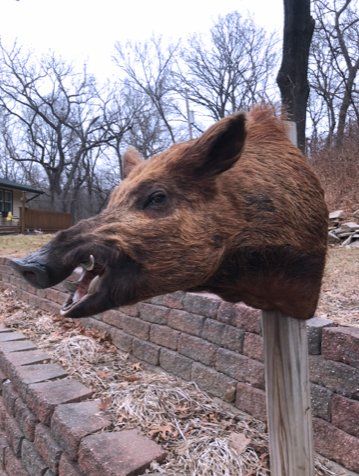 North American Animal Taxidermy