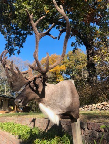 North American Animal Taxidermy