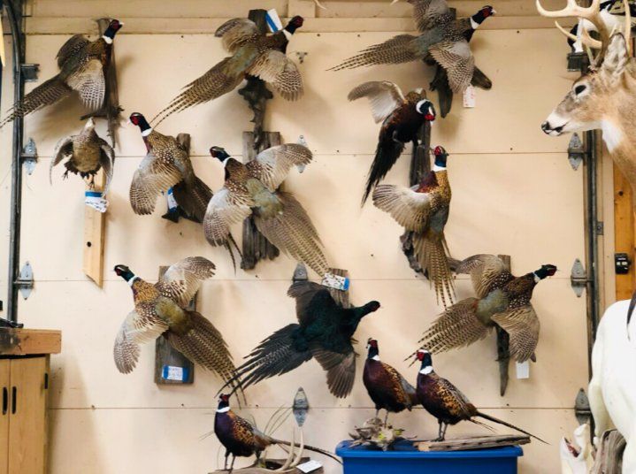 North American Animal Taxidermy