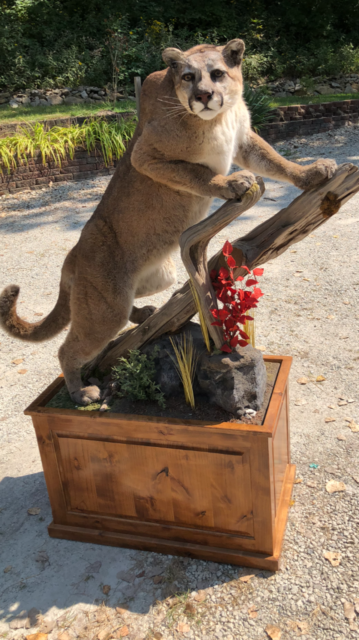 North American Animal Taxidermy