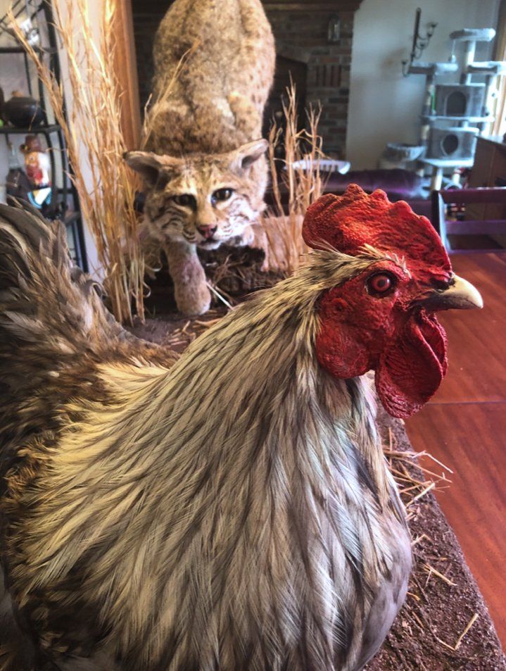 North American Animal Taxidermy