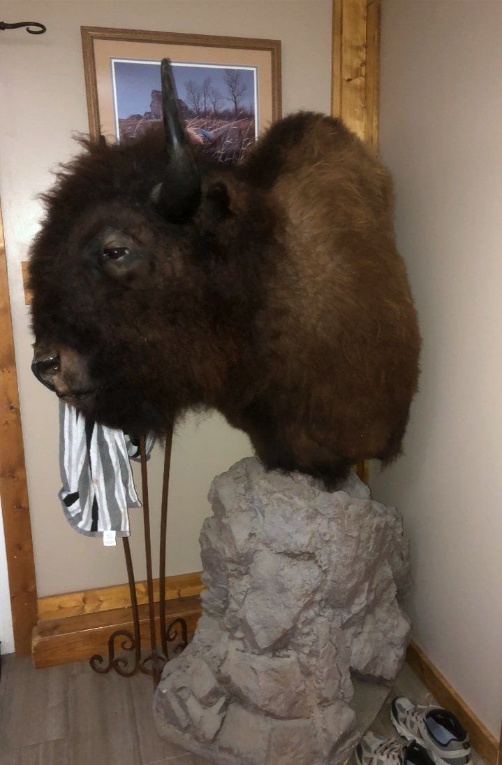 North American Animal Taxidermy
