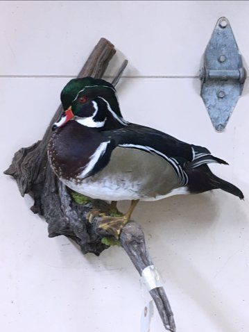 North American Animal Taxidermy