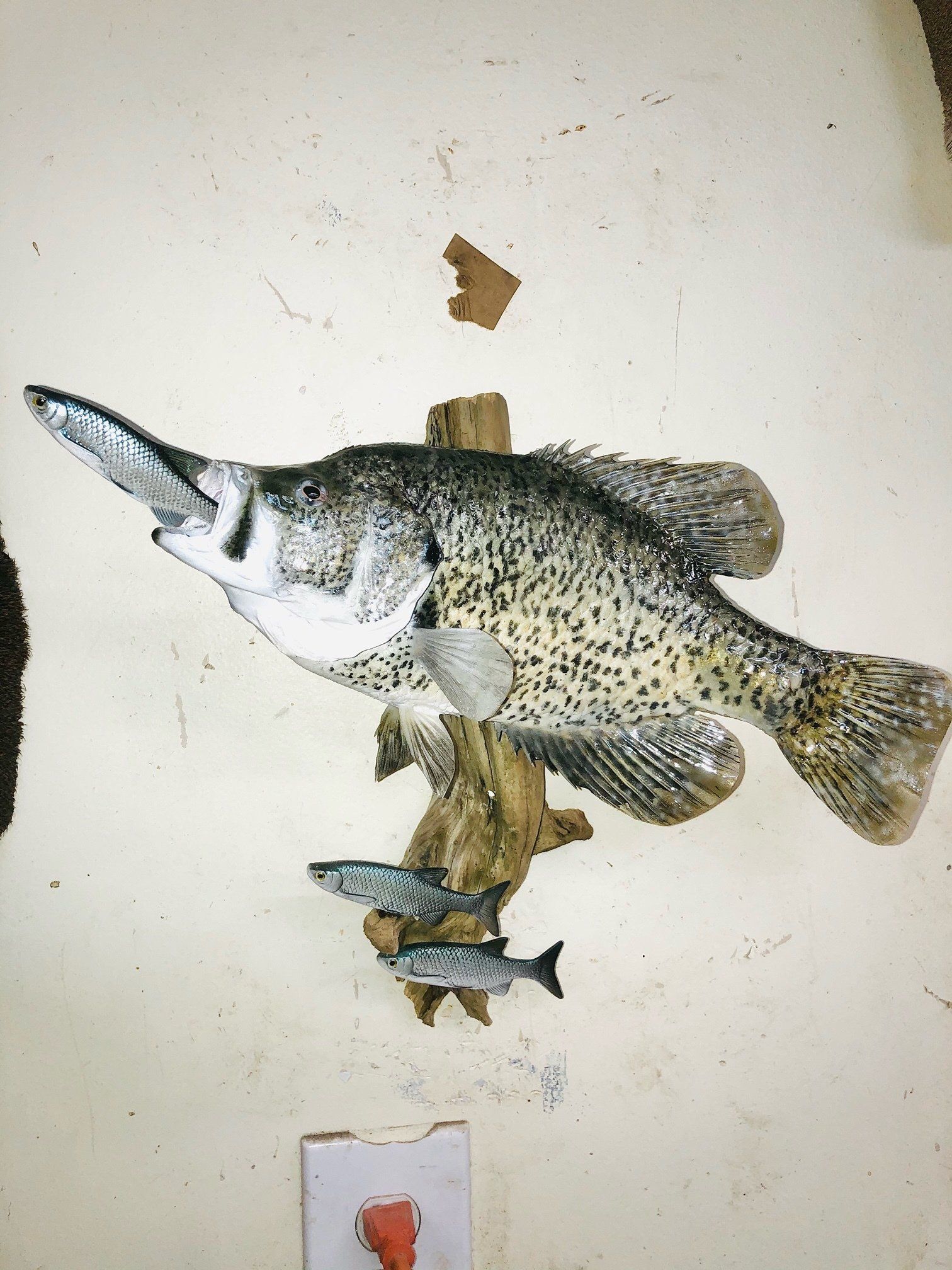 North American Animal Taxidermy