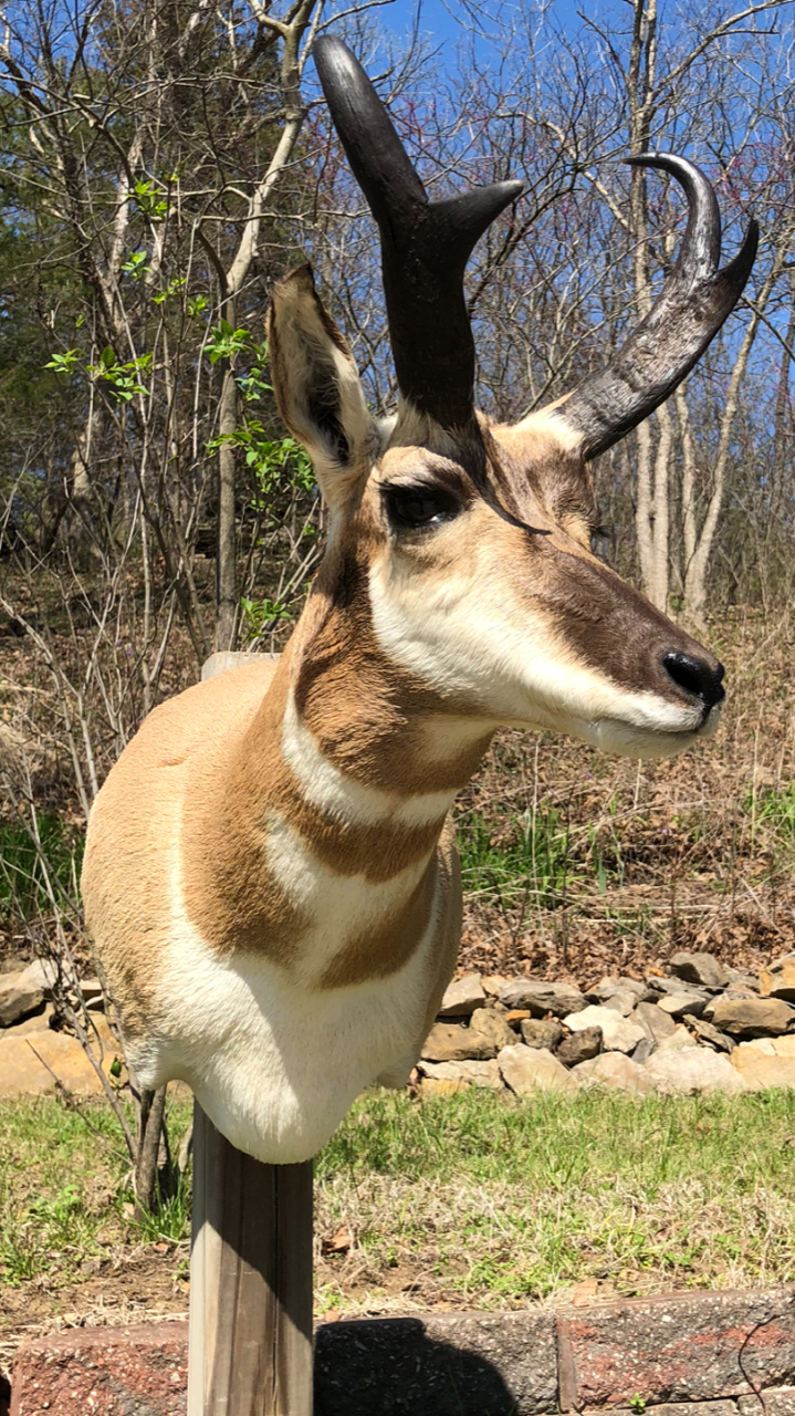 North American Animal Taxidermy