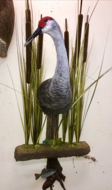 North American Animal Taxidermy