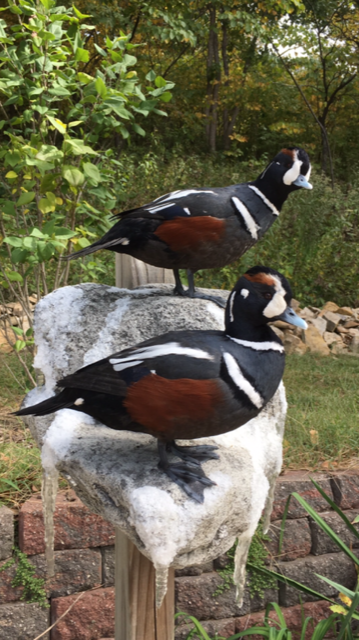 North American Animal Taxidermy