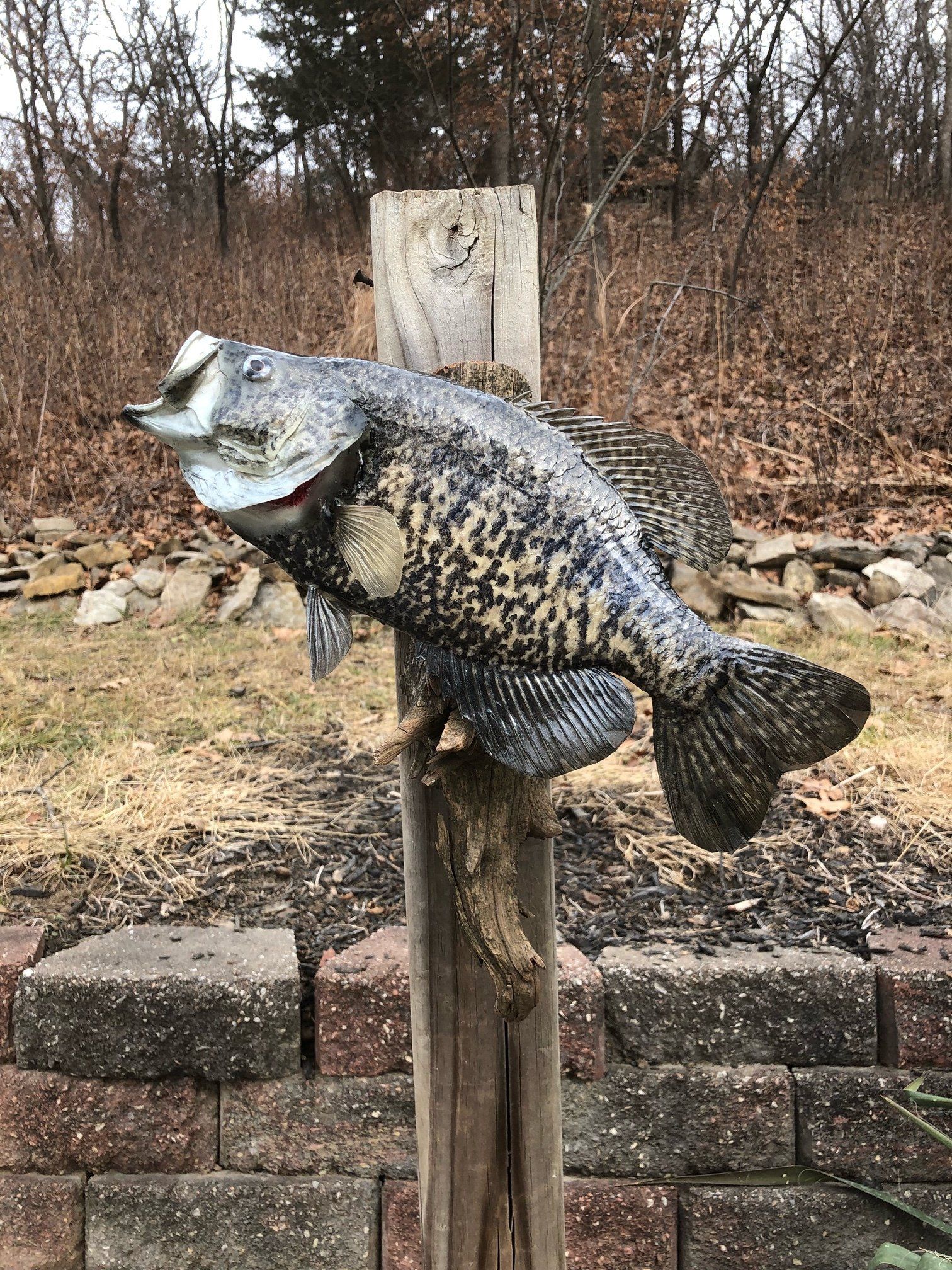 North American Animal Taxidermy