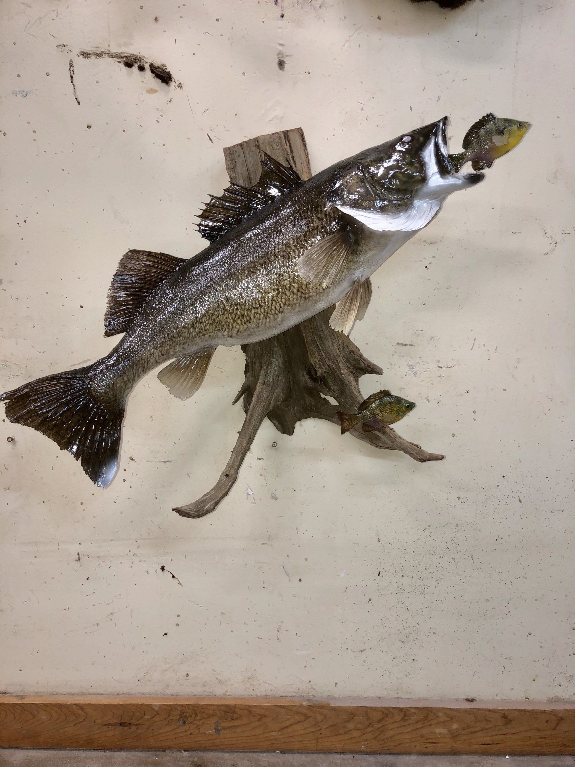 North American Animal Taxidermy