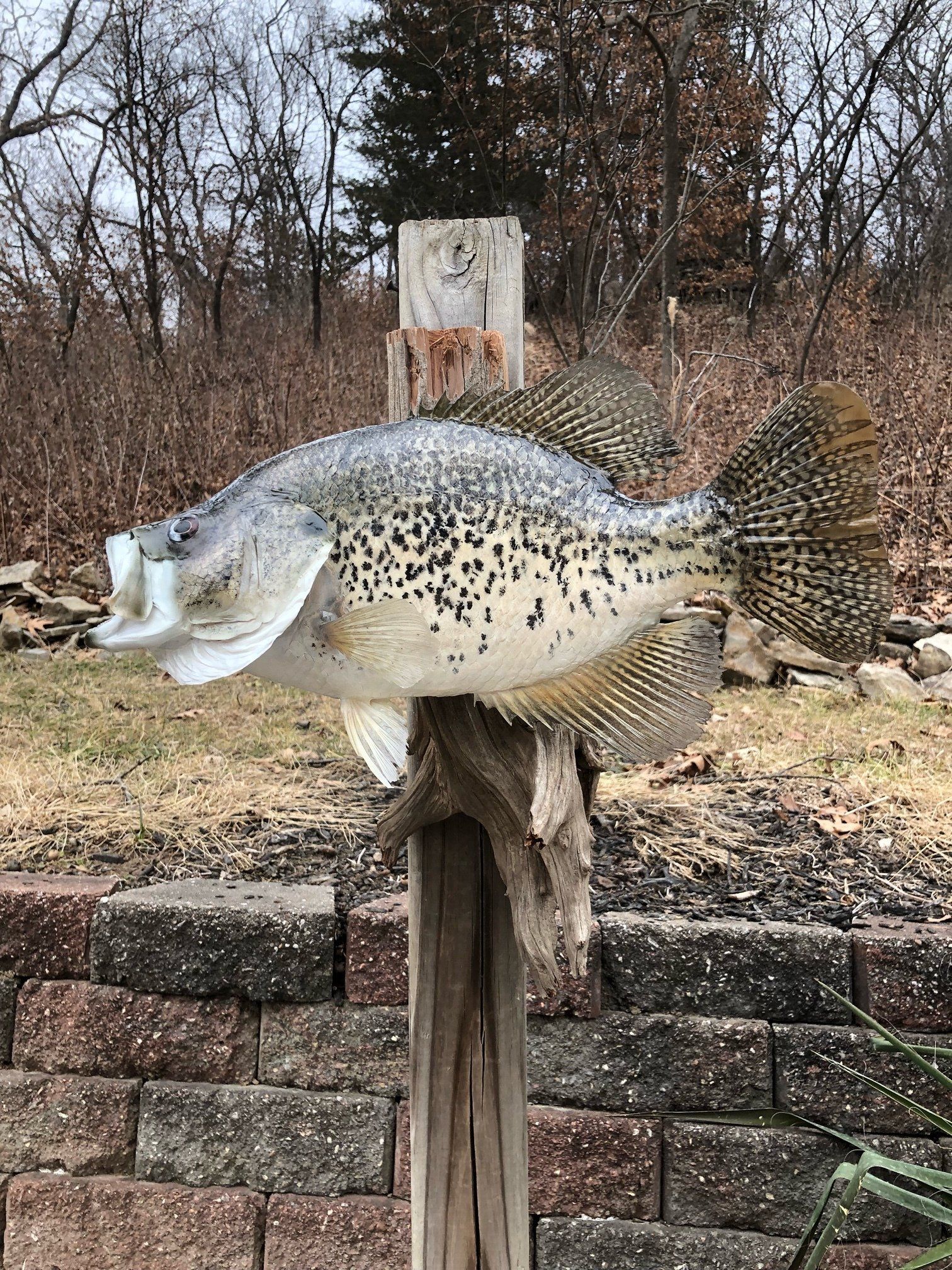 North American Animal Taxidermy