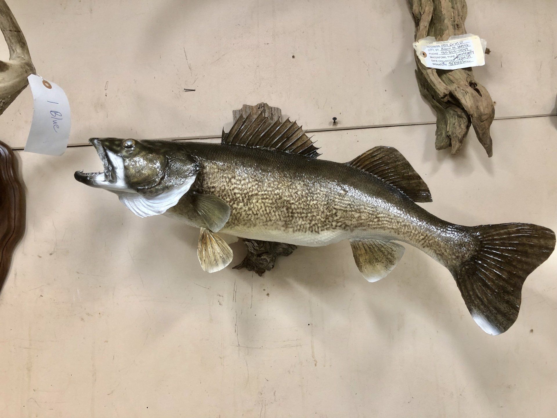 North American Animal Taxidermy