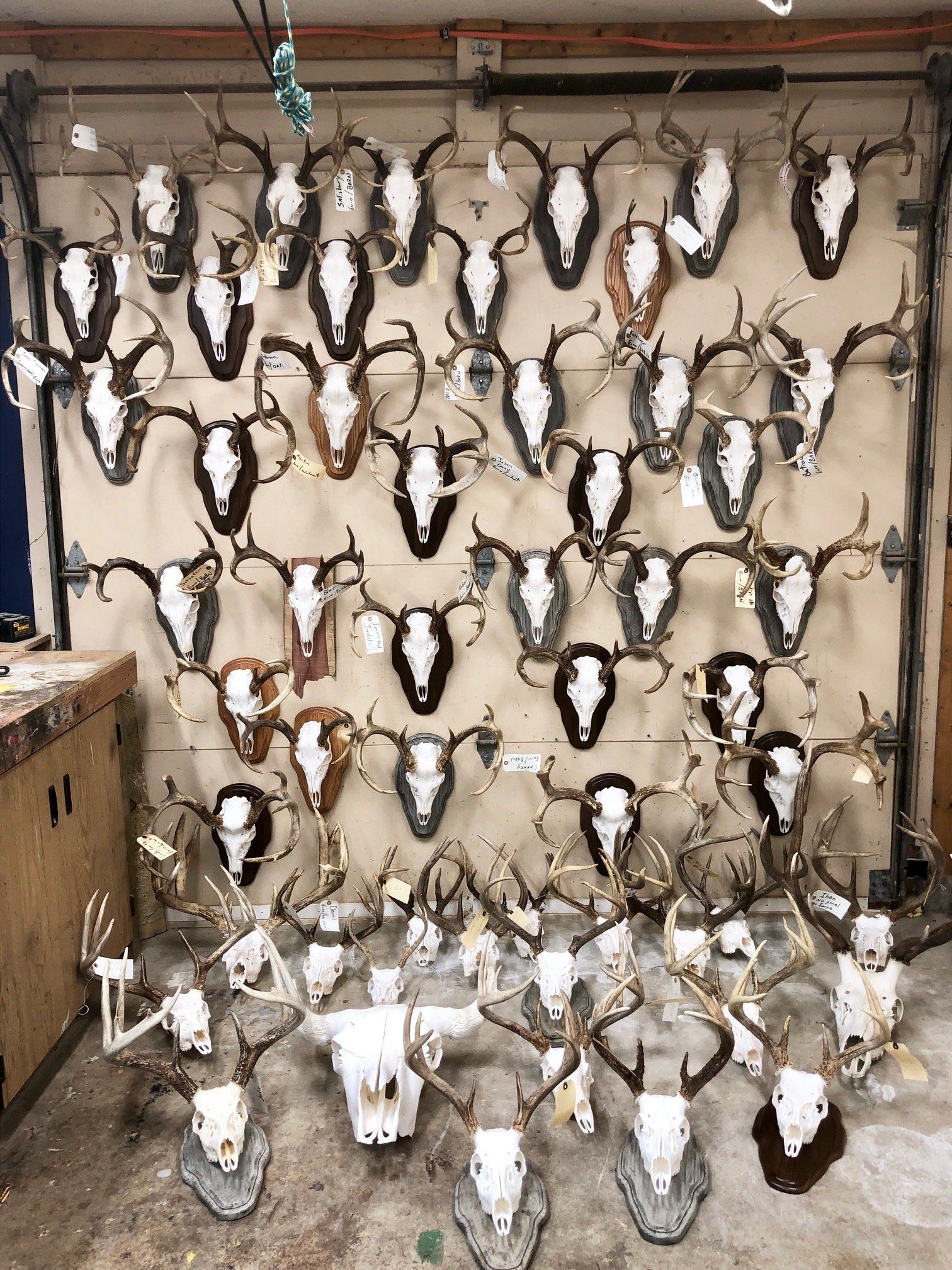 North American Animal Taxidermy