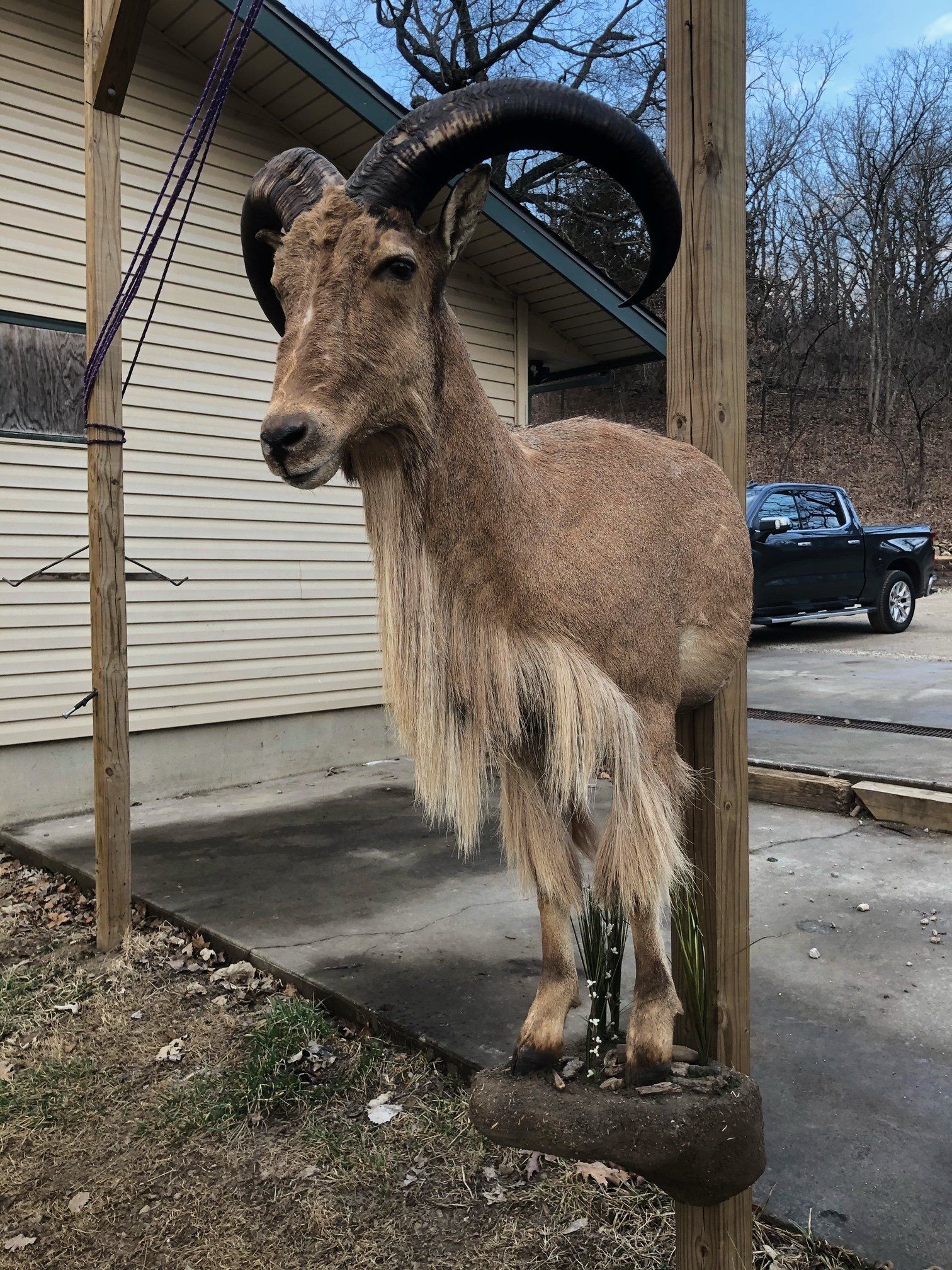 Exotic Animal Taxidermy