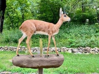 A taxidermied steenbok antelope stands on a rock pedestal in a grassy outdoor setting