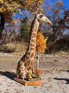 Taxidermied giraffe head and neck outdoors in front of fall foliage
