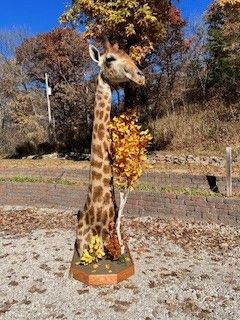 Taxidermied giraffe statue with fall foliage