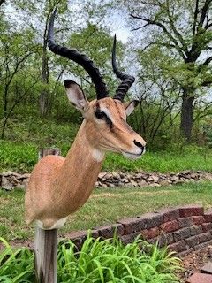 Mounted impala head with large, curved horns