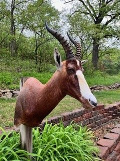 Mounted blesbok head, brown and white fur, large horns, outdoors, brick wall, green foliage