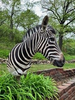 Zebra head and neck, black and white stripes