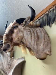 Taxidermied wildebeest head mounted on a wall