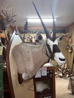 Taxidermied gemsbok head mounted on a wooden shield in a taxidermy shop