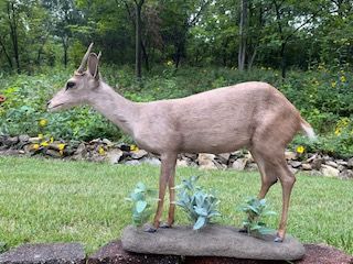 Taxidermied deer with small antlers stands on a rock base with faux plants