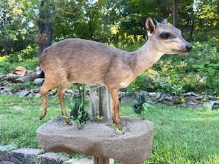 Taxidermied deer on a stone pedestal, surrounded by greenery