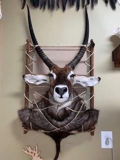Waterbuck taxidermy mount on a wooden frame, cream and brown colors