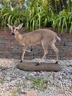 A tan duiker antelope stands on a rock, in front of a brick wall and greenery