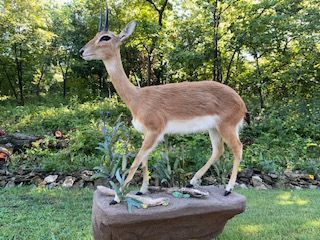 Taxidermied springbok on a rocky base, posed in a grassy outdoor setting