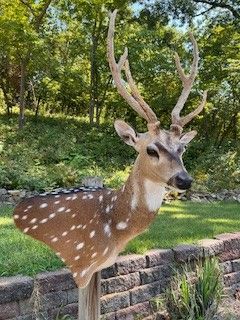 Spotted deer bust with large antlers, mounted on a wooden post against a brick wall and green foliage