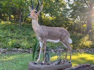 Taxidermied saiga antelope with large horns, light brown fur, standing on a rock in a sunny outdoor setting