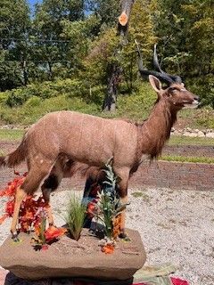 Stuffed male Nyala antelope on a base with foliage, in an outdoor setting