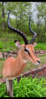 A taxidermied impala head with large, spiraled horns, mounted on a wooden post, surrounded by greenery