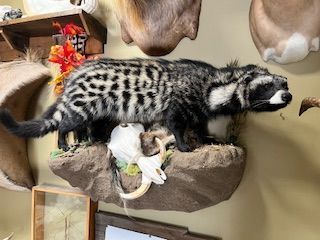 Mounted civet cat with black and white markings, displayed on a rock, against a wall