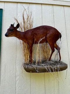 Taxidermied red duiker mounted on a wall with tall grasses