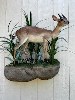 Taxidermied duiker mounted on a rock, surrounded by faux plants against a white wall
