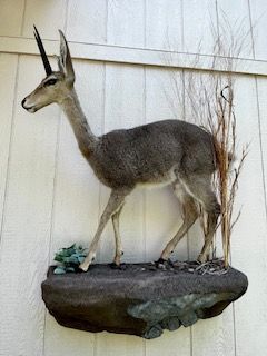 Taxidermied klipspringer mount on a rock base against a white wall